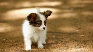 Preview wallpaper puppy, walk, face, spots