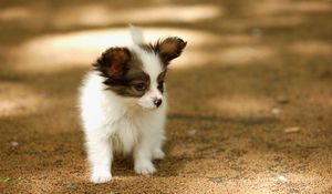 Preview wallpaper puppy, walk, face, spots