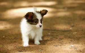 Preview wallpaper puppy, walk, face, spots