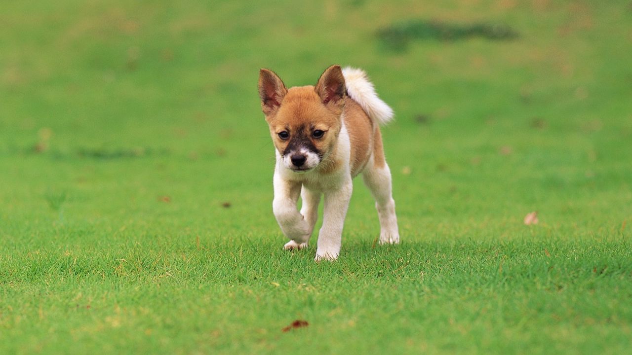 Wallpaper puppy, walk, grass