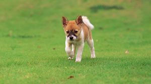 Preview wallpaper puppy, walk, grass