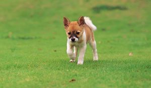 Preview wallpaper puppy, walk, grass