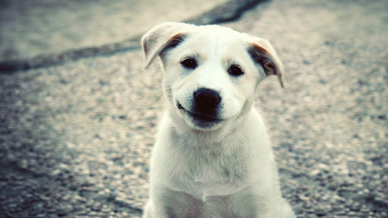 Wallpaper puppy, white, labrador, smile, cute