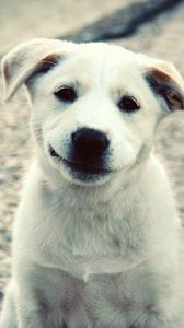 Preview wallpaper puppy, white, labrador, smile, cute