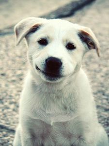 Preview wallpaper puppy, white, labrador, smile, cute