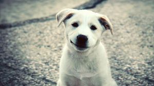 Preview wallpaper puppy, white, labrador, smile, cute