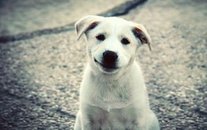 Preview wallpaper puppy, white, labrador, smile, cute