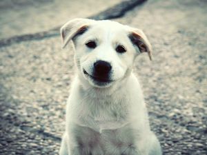Preview wallpaper puppy, white, labrador, smile, cute