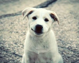 Preview wallpaper puppy, white, labrador, smile, cute