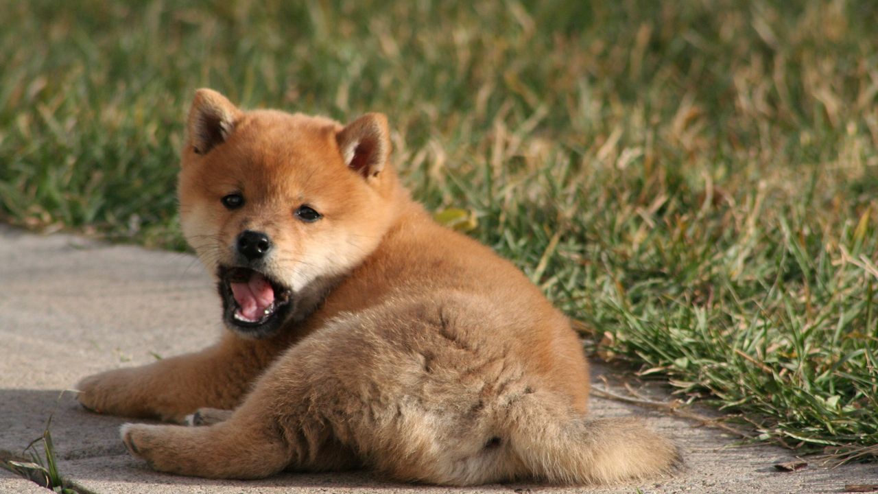 Wallpaper puppy, yawning, grass, lie