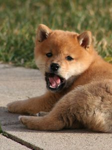 Preview wallpaper puppy, yawning, grass, lie