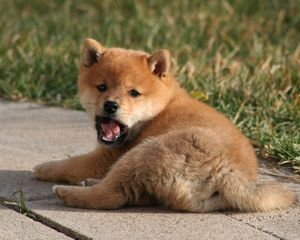 Preview wallpaper puppy, yawning, grass, lie
