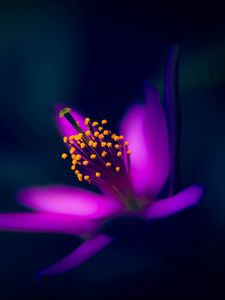 Preview wallpaper purple flower, macro, stamens, petals