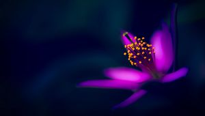 Preview wallpaper purple flower, macro, stamens, petals