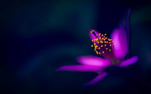 Preview wallpaper purple flower, macro, stamens, petals