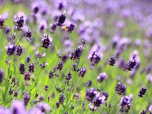 Preview wallpaper purple, flowers, lavender