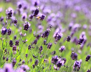 Preview wallpaper purple, flowers, lavender