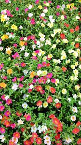 Preview wallpaper purslane, flowers, colorful, many, sunny, green