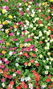 Preview wallpaper purslane, flowers, colorful, many, sunny, green