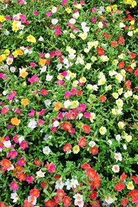 Preview wallpaper purslane, flowers, colorful, many, sunny, green