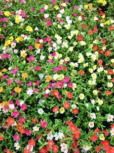 Preview wallpaper purslane, flowers, colorful, many, sunny, green