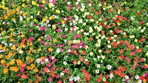 Preview wallpaper purslane, flowers, colorful, many, sunny, green