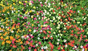 Preview wallpaper purslane, flowers, colorful, many, sunny, green