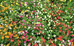 Preview wallpaper purslane, flowers, colorful, many, sunny, green