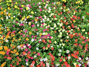 Preview wallpaper purslane, flowers, colorful, many, sunny, green