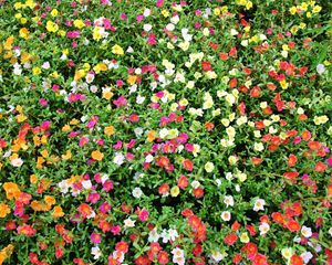 Preview wallpaper purslane, flowers, colorful, many, sunny, green