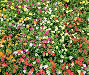 Preview wallpaper purslane, flowers, colorful, many, sunny, green