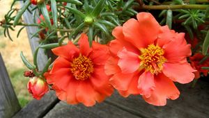 Preview wallpaper purslane, flowers, herbs, close-up