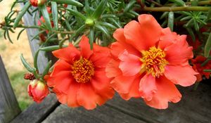 Preview wallpaper purslane, flowers, herbs, close-up