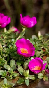 Preview wallpaper purslane, flowers, pot, sharpness, close-up