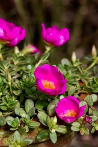 Preview wallpaper purslane, flowers, pot, sharpness, close-up