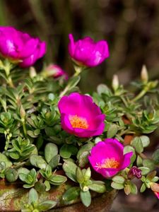 Preview wallpaper purslane, flowers, pot, sharpness, close-up