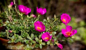 Preview wallpaper purslane, flowers, pot, sharpness, close-up