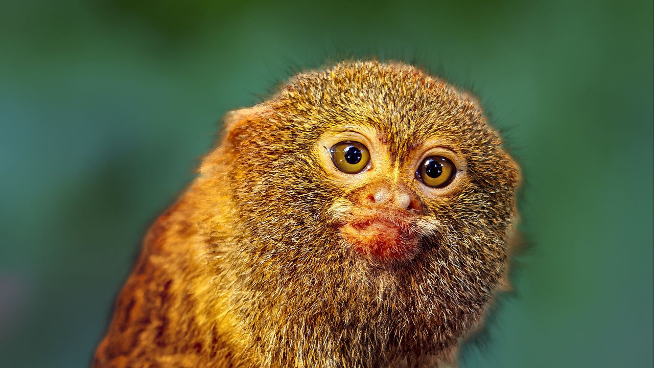 Wallpaper pygmy marmoset, marmoset, monkey, cute, wildlife