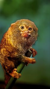 Preview wallpaper pygmy marmoset, marmoset, monkey, cute, wildlife