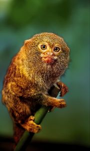 Preview wallpaper pygmy marmoset, marmoset, monkey, cute, wildlife