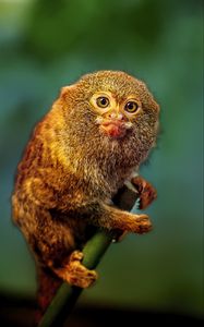 Preview wallpaper pygmy marmoset, marmoset, monkey, cute, wildlife