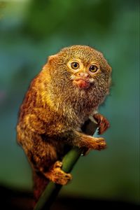 Preview wallpaper pygmy marmoset, marmoset, monkey, cute, wildlife