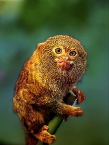 Preview wallpaper pygmy marmoset, marmoset, monkey, cute, wildlife