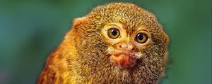 Preview wallpaper pygmy marmoset, marmoset, monkey, cute, wildlife