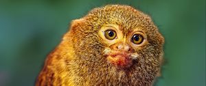 Preview wallpaper pygmy marmoset, marmoset, monkey, cute, wildlife