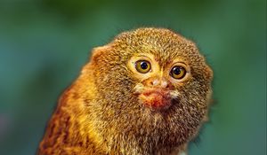 Preview wallpaper pygmy marmoset, marmoset, monkey, cute, wildlife