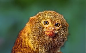 Preview wallpaper pygmy marmoset, marmoset, monkey, cute, wildlife