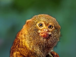 Preview wallpaper pygmy marmoset, marmoset, monkey, cute, wildlife