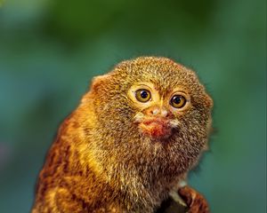 Preview wallpaper pygmy marmoset, marmoset, monkey, cute, wildlife