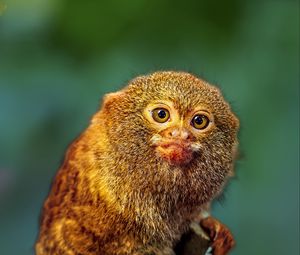 Preview wallpaper pygmy marmoset, marmoset, monkey, cute, wildlife